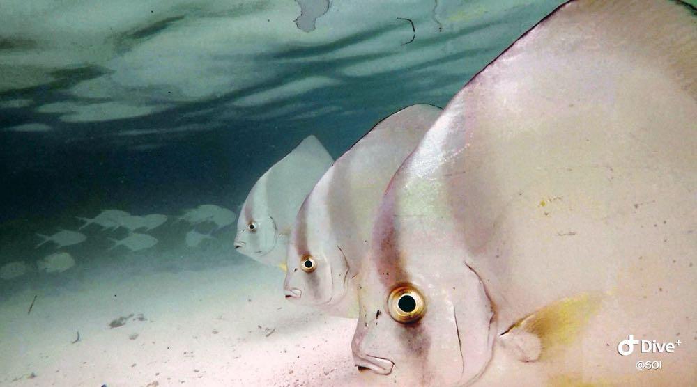 Dive+ Post Selection