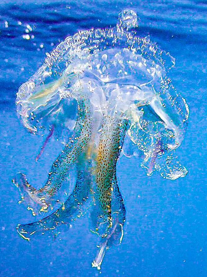 Dive+领路人的帖子
