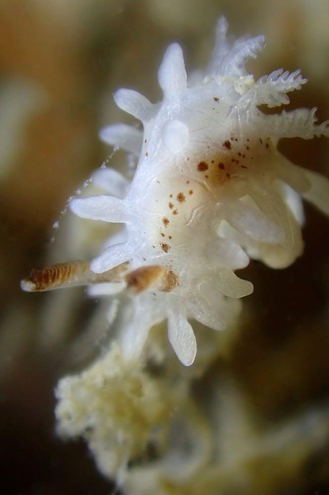 Dive+ Post Selection