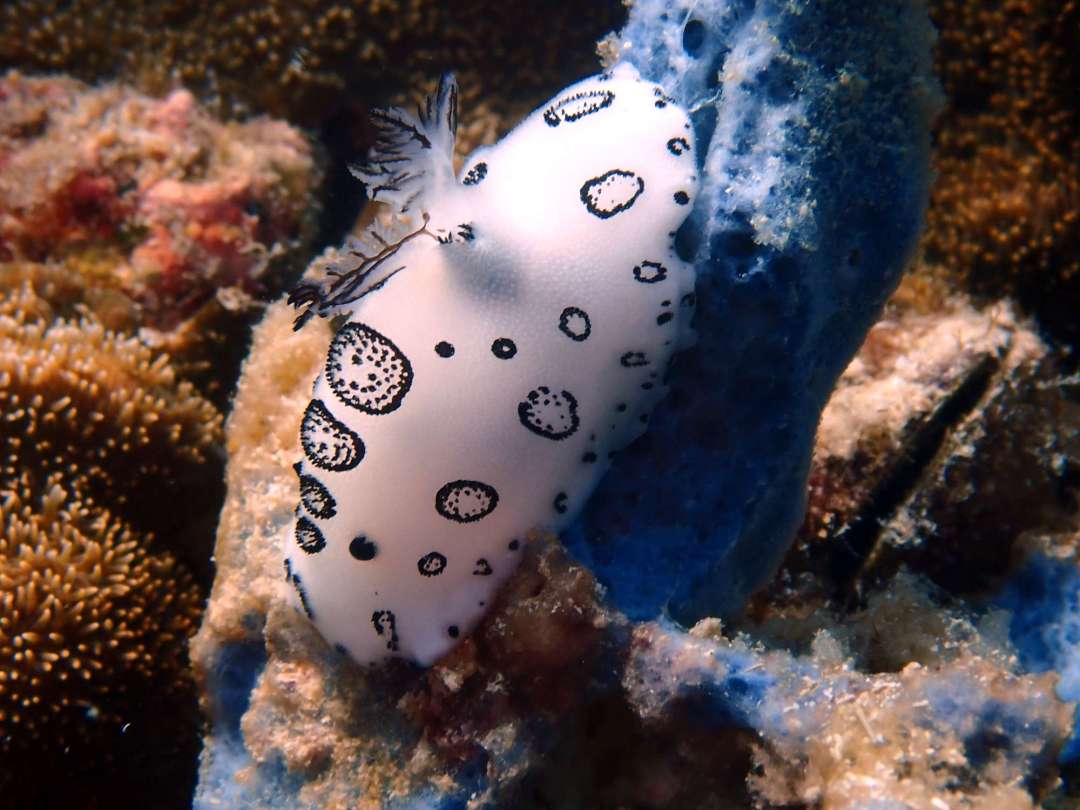 Dive+領路人的帖子