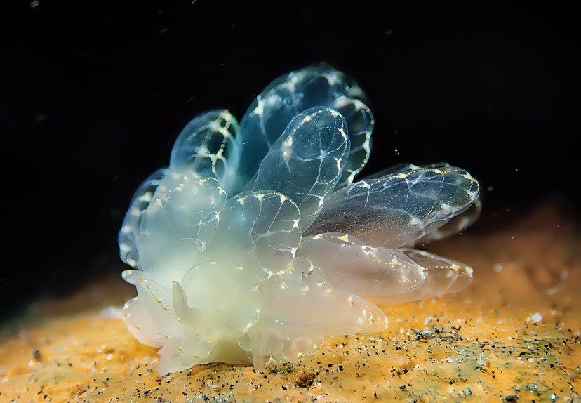 Dive+ Post Selection