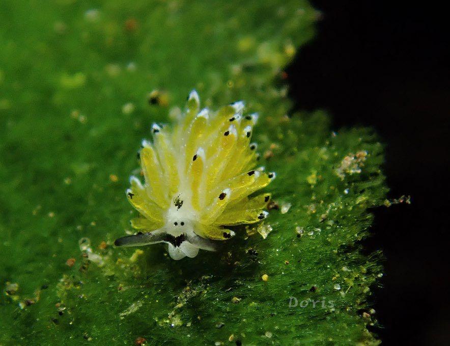 Dive+ Post Selection