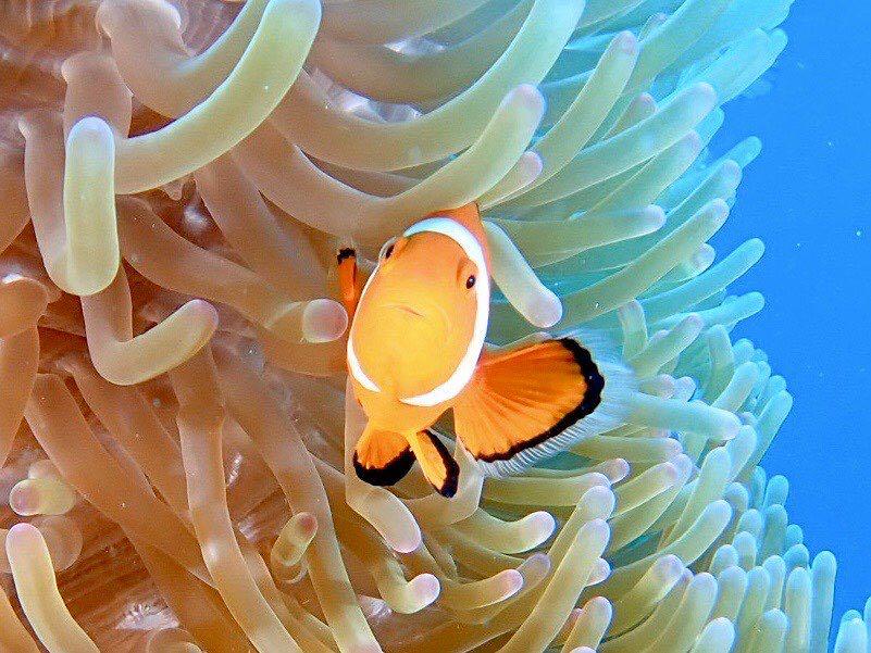 Dive+領路人的帖子