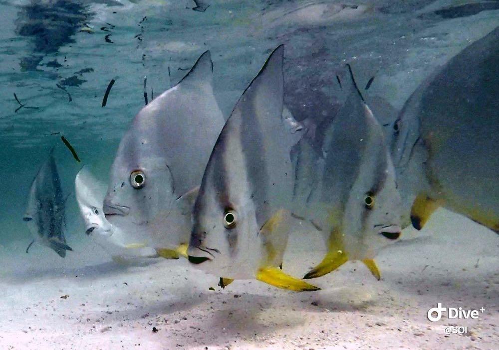 Dive+ Post Selection