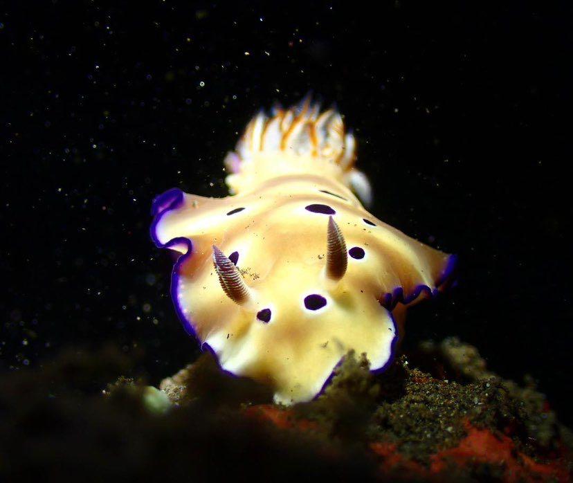 Dive+ Post Selection