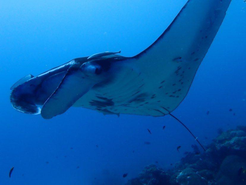 Dive+ Post Selection