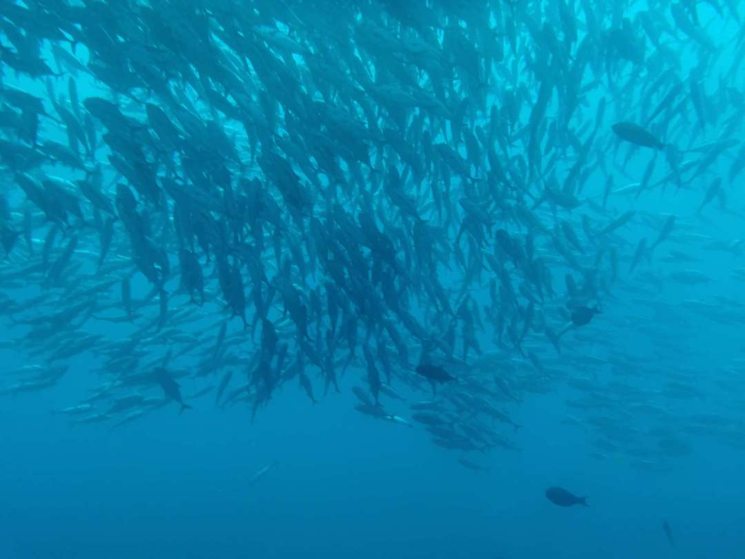 Dive+ Log Selection