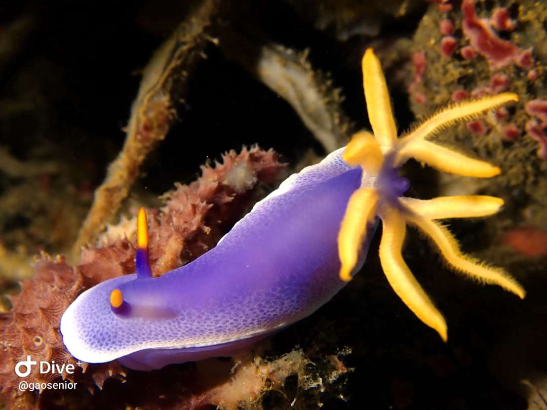 Dive+領(lǐng)路人的帖子