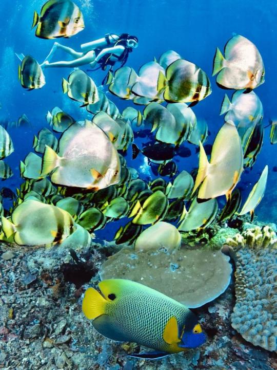 Dive+社區(qū)熱門帖子