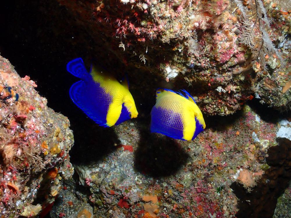 Dive+ Post Selection