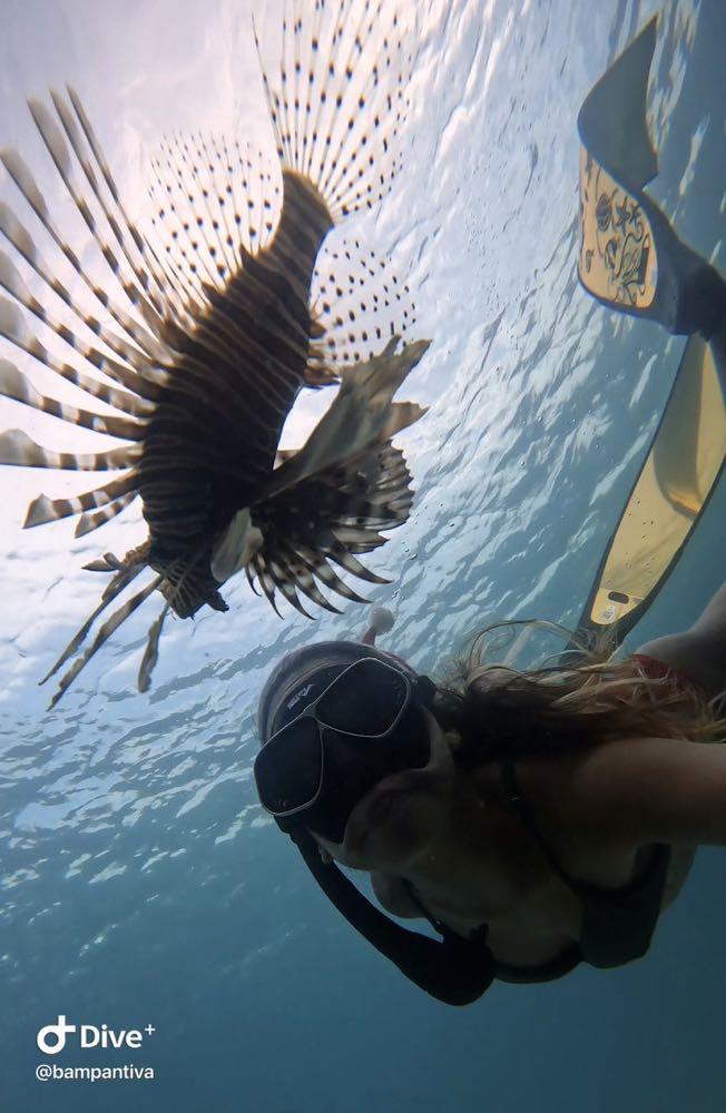 Dive+領路人的帖子