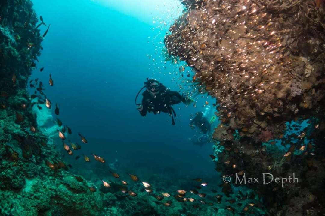 Dive+领路人的帖子