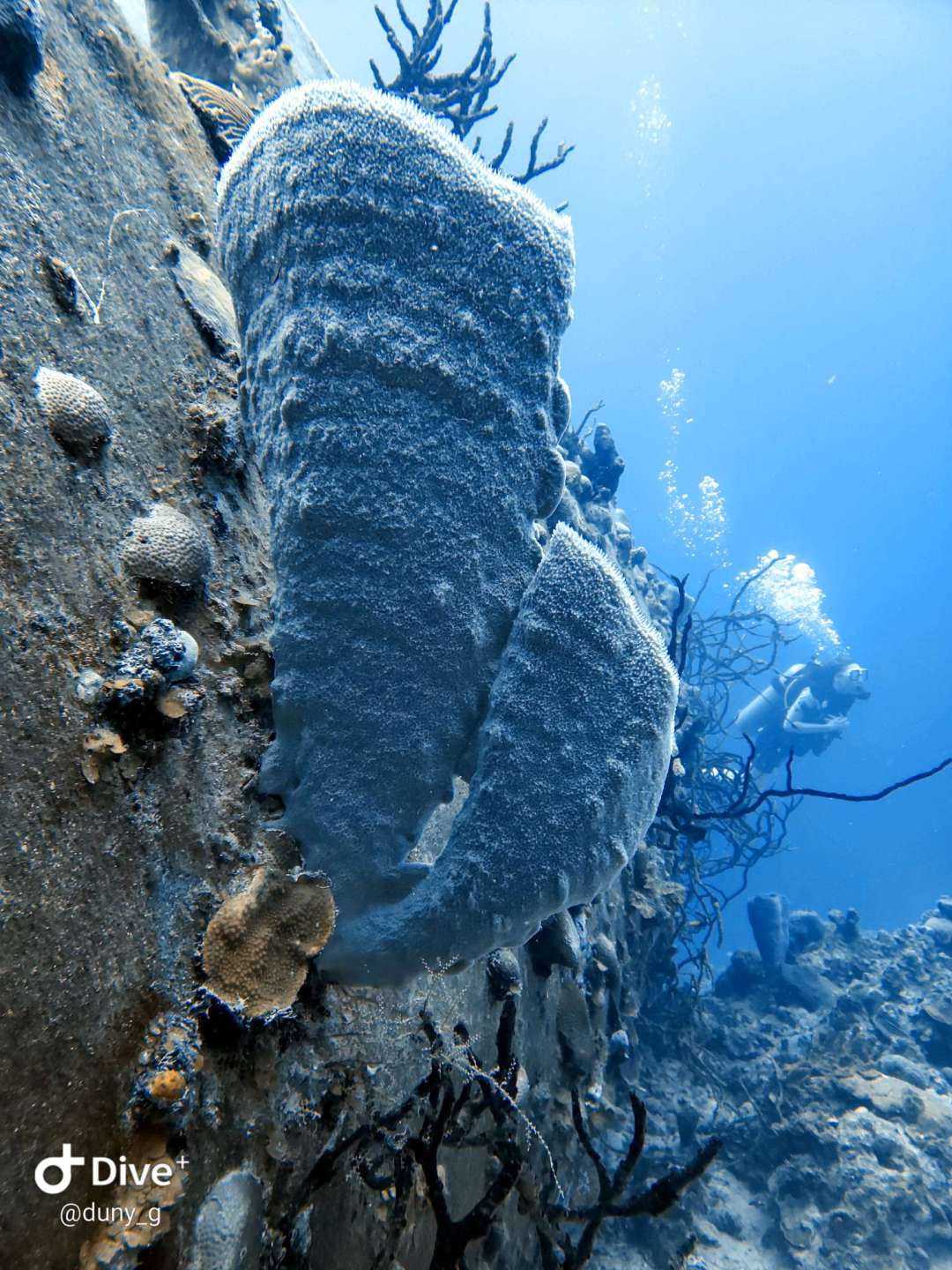 Dive+领路人的帖子