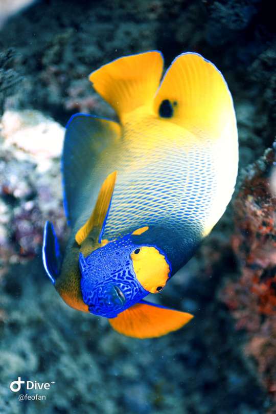Dive+社區(qū)熱門帖子