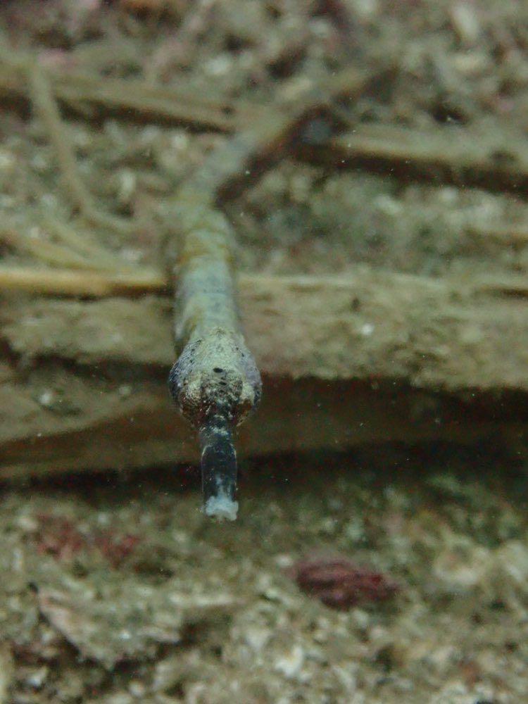 Dive+領路人的帖子