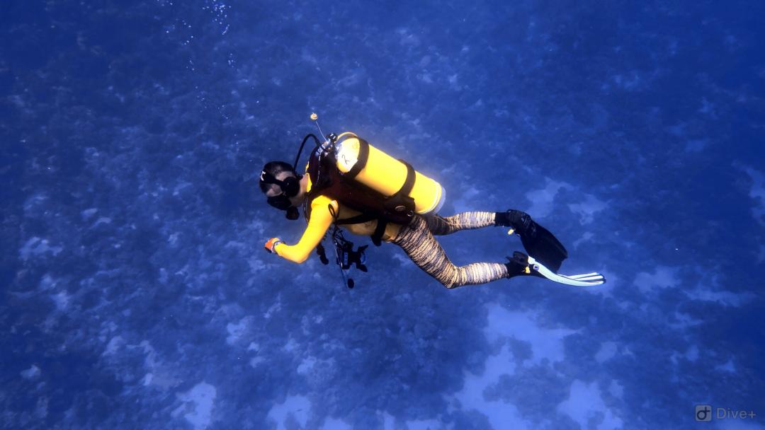 Dive+ Log Selection
