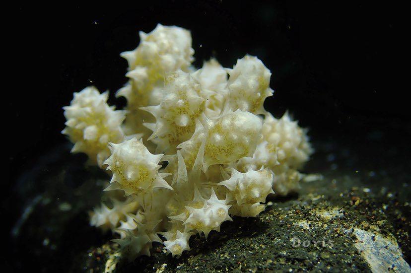 Dive+ Post Selection