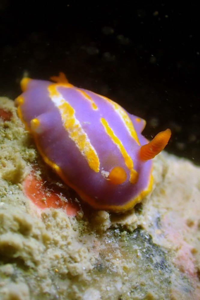 Dive+ Post Selection