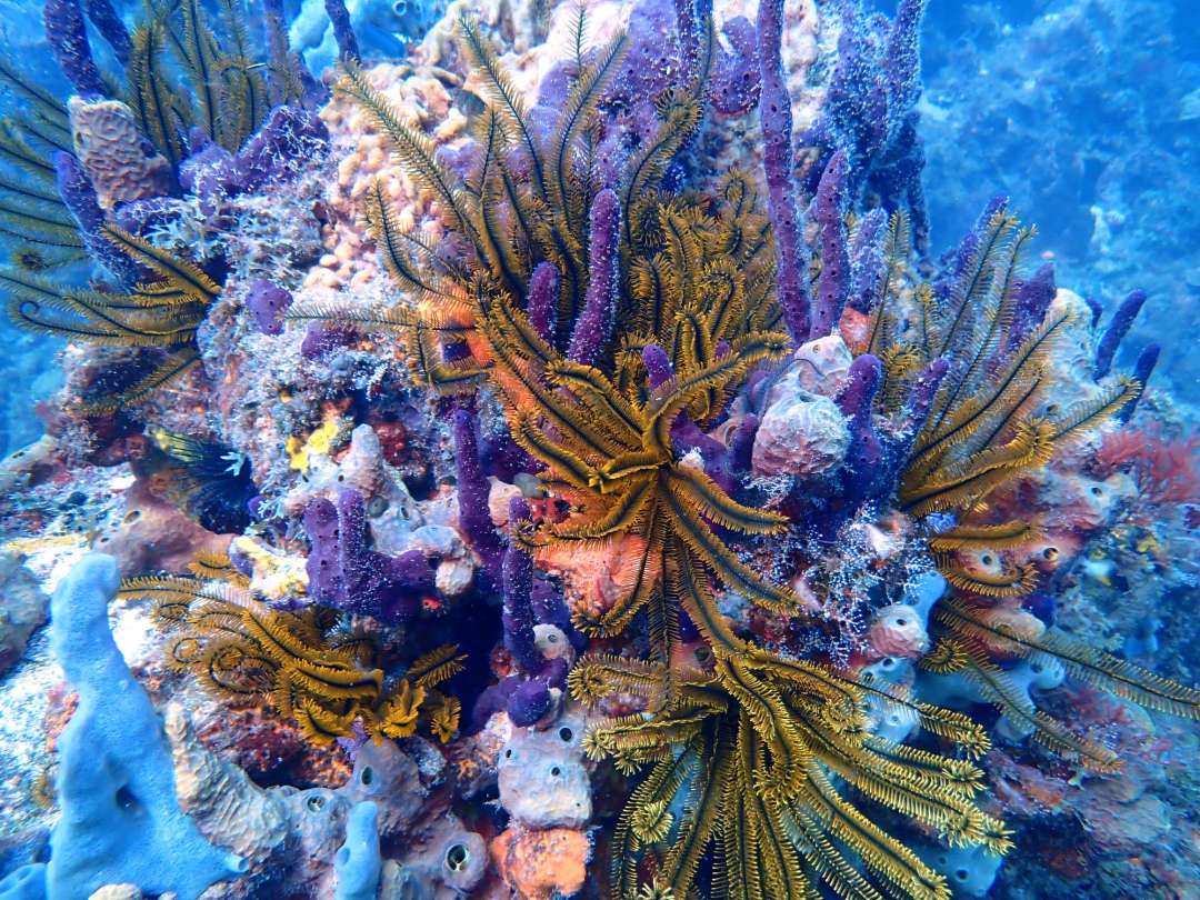 Dive+领路人的帖子
