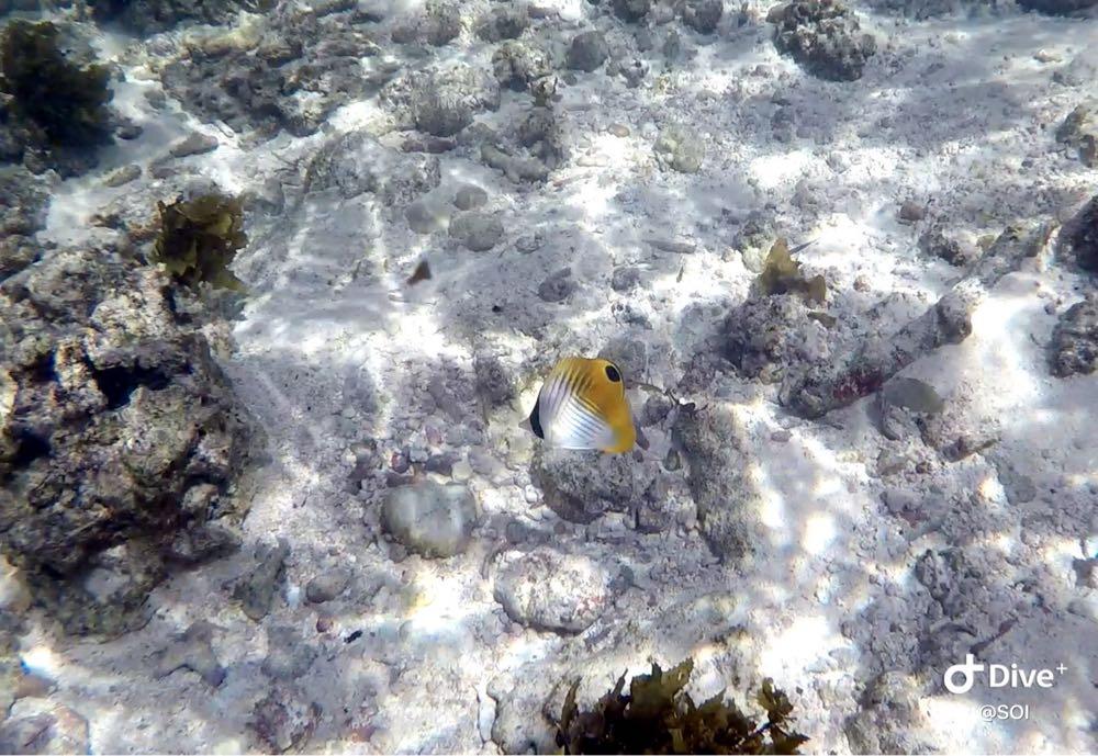 Dive+ Post Selection