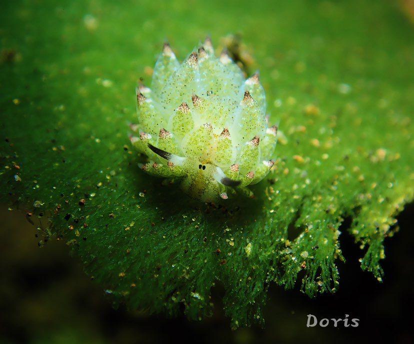 Dive+ Post Selection