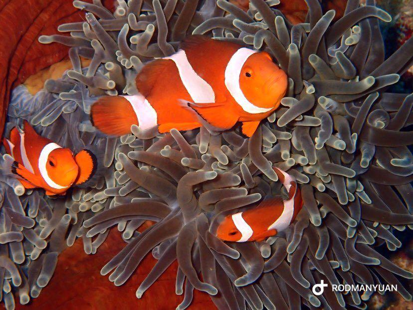 Dive+ Post Selection