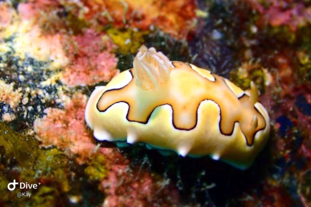 Dive+领路人的帖子