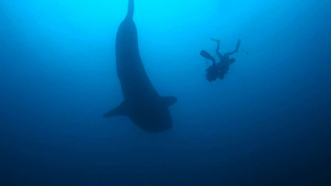 Dive+领路人的帖子