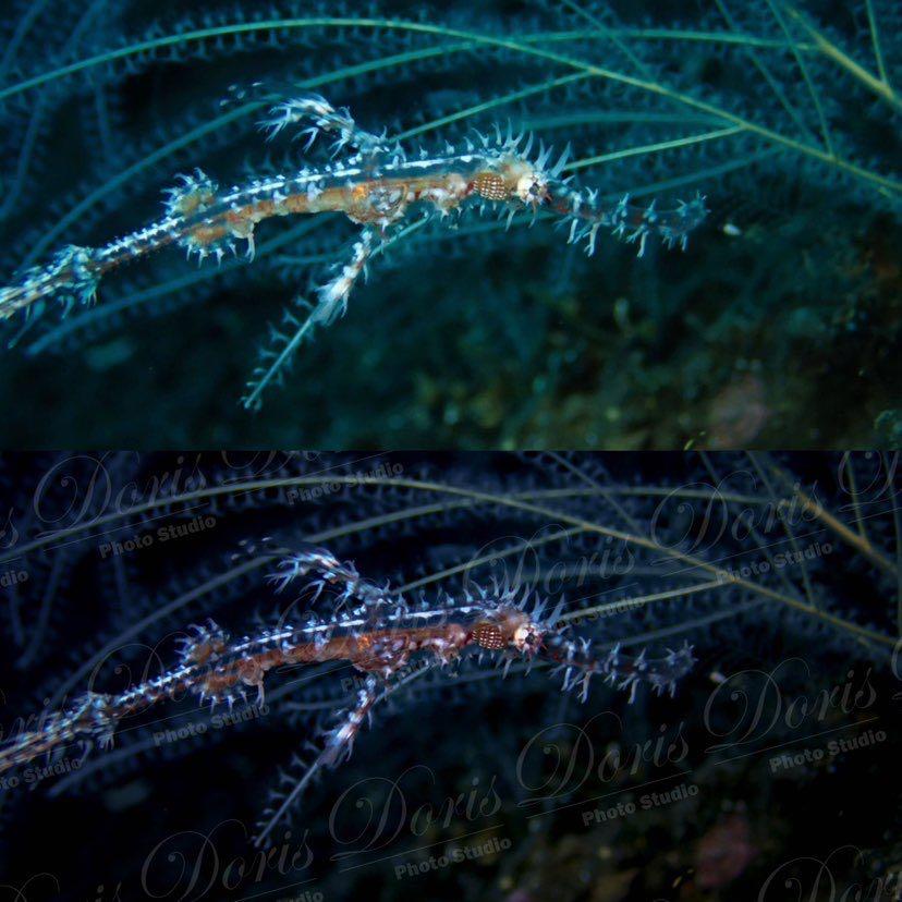 Dive+ Post Selection