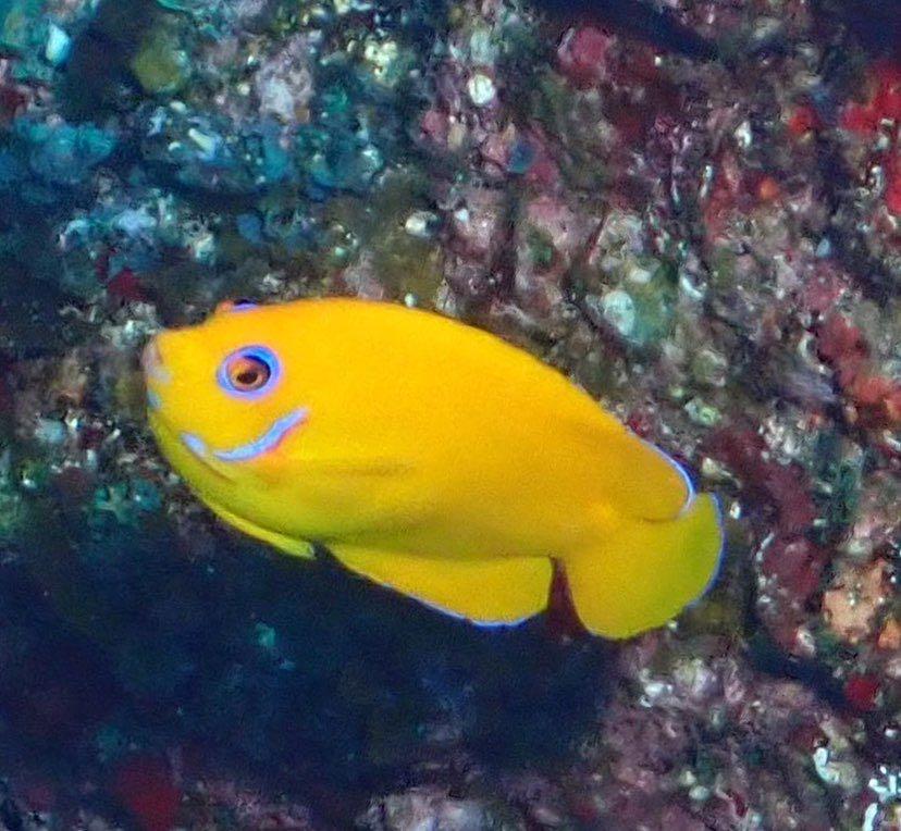 Dive+ Post Selection