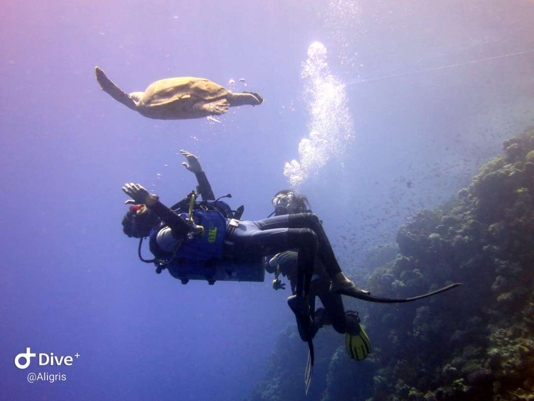 Dive+领路人的帖子