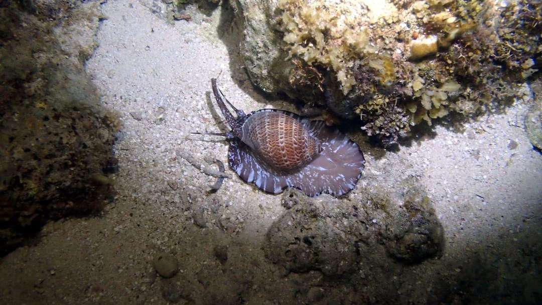 Dive+領路人的帖子
