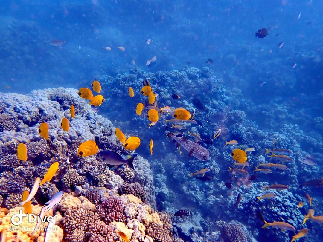 Dive+ Post Selection