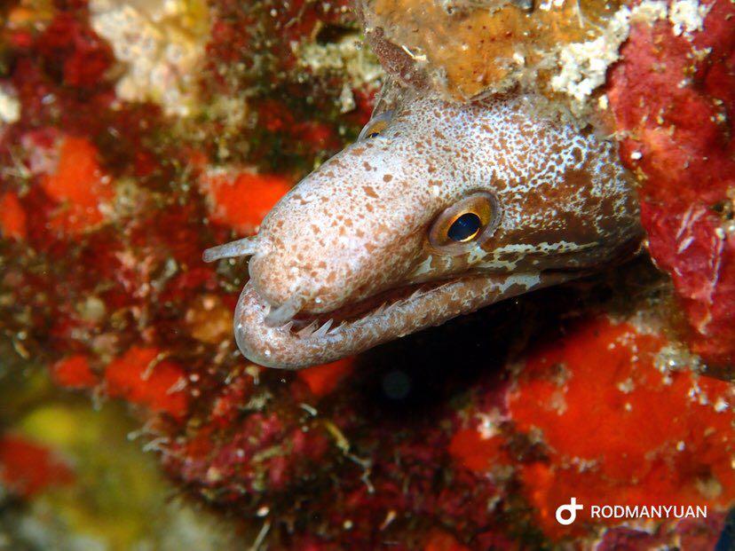 Dive+ Post Selection