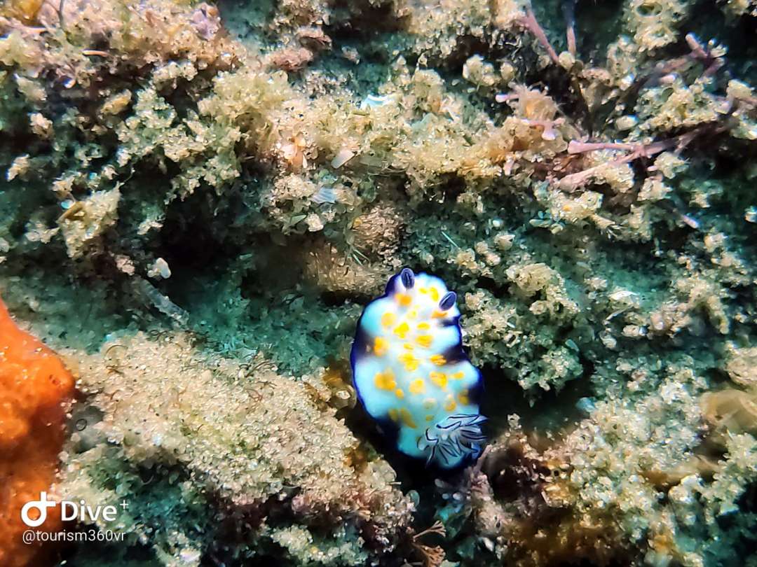 Dive+领路人的帖子