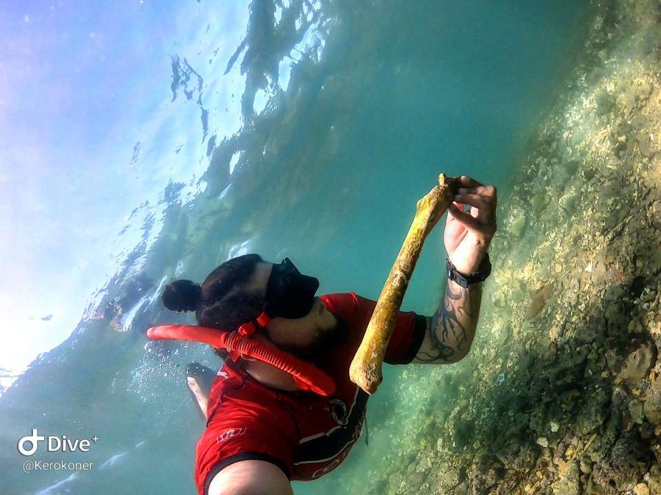 Dive+领路人的帖子