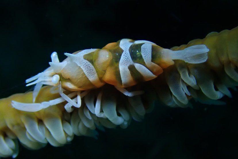 Dive+ Post Selection