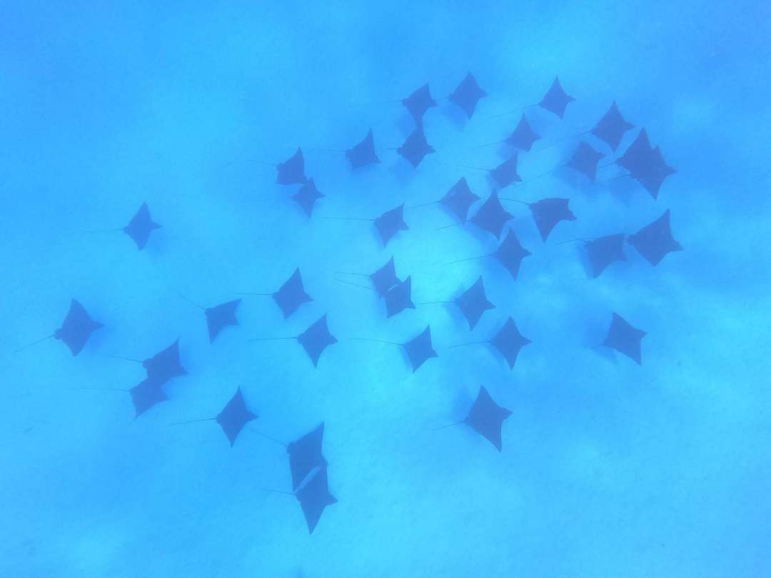Dive+领路人的帖子