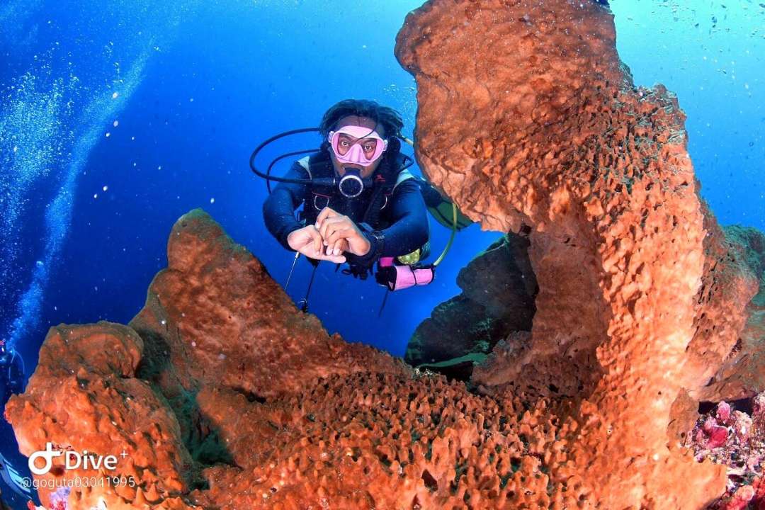 Dive+领路人的帖子