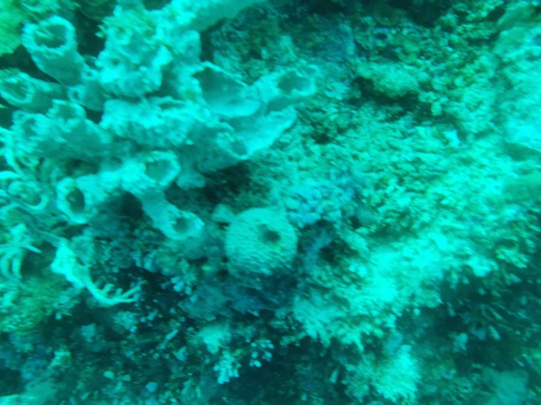Dive+ Log Selection