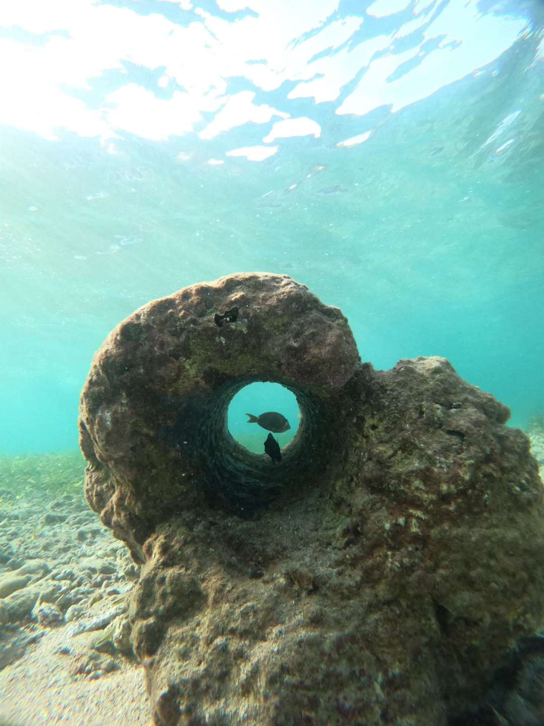 Dive+领路人的帖子