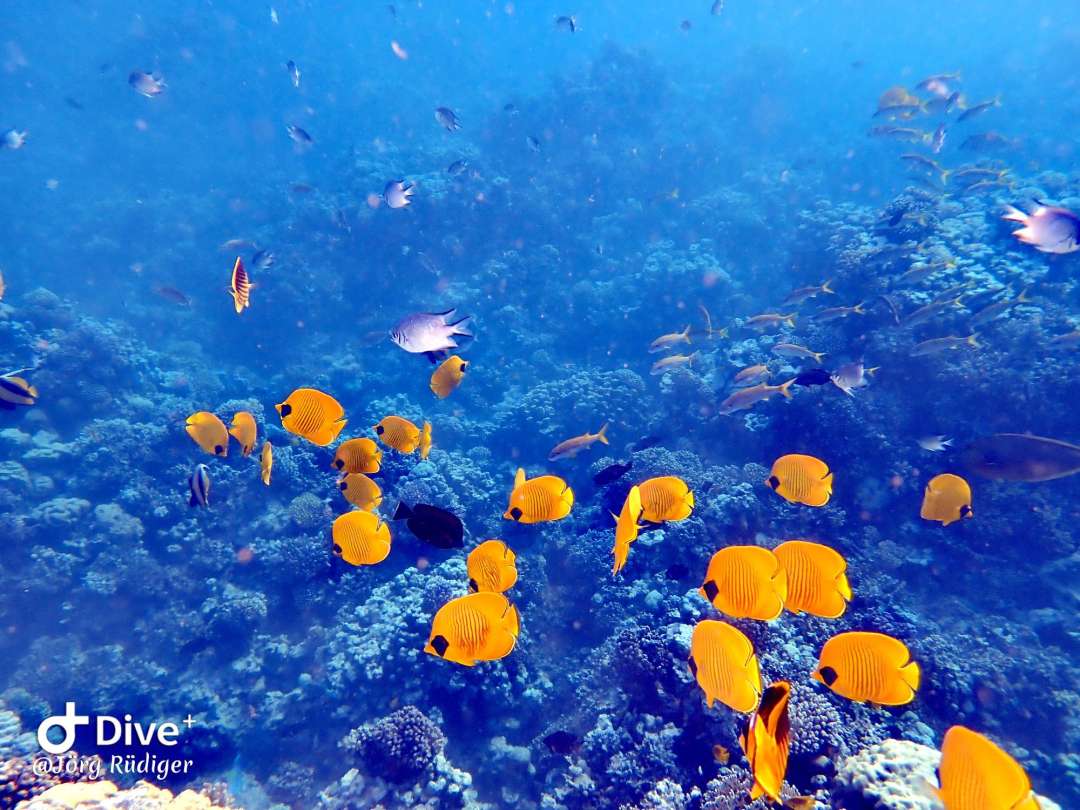 Dive+ Post Selection