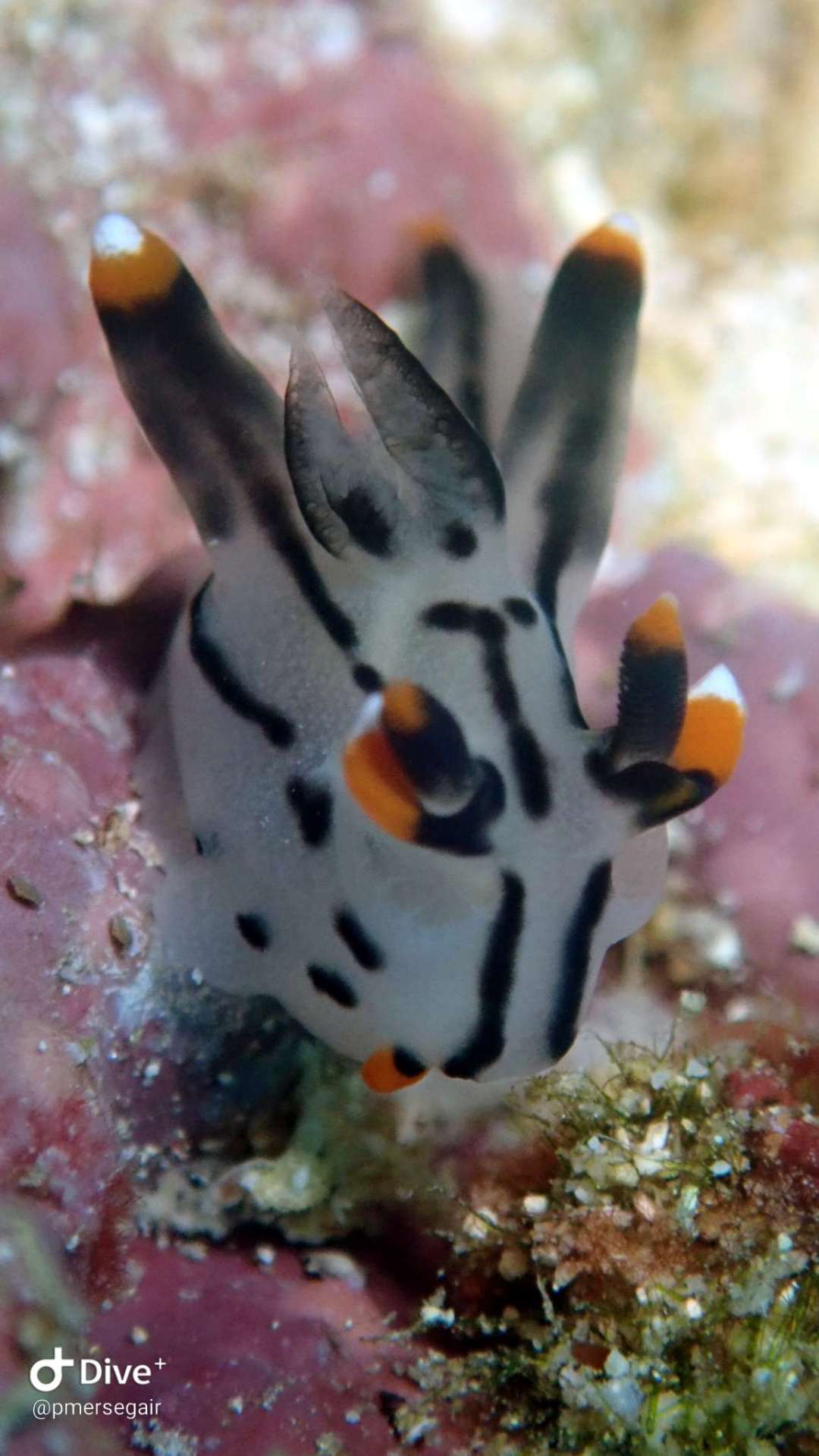 Dive+领路人的帖子