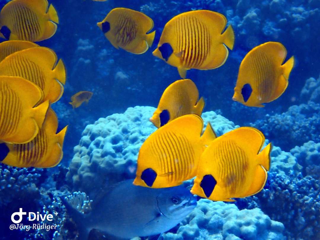 Dive+ Post Selection