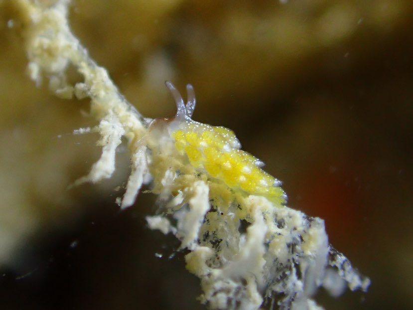 Dive+ Post Selection