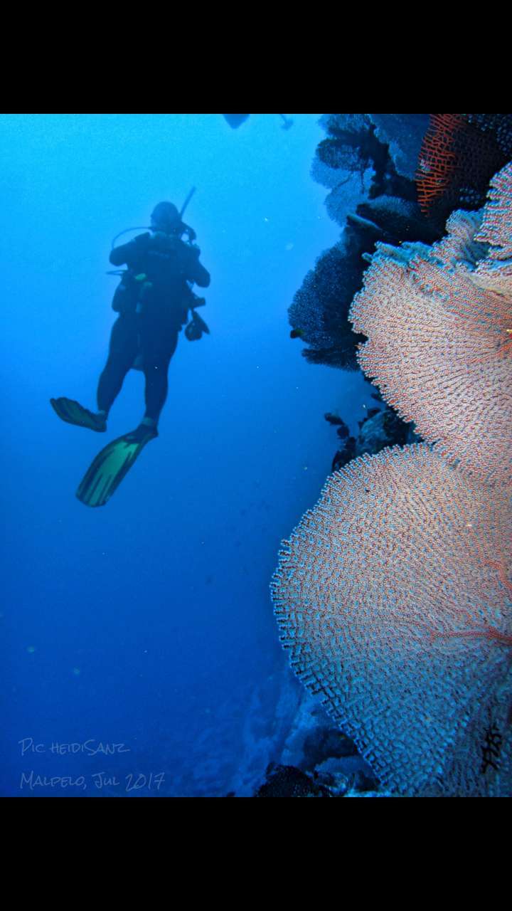 Dive+领路人的帖子