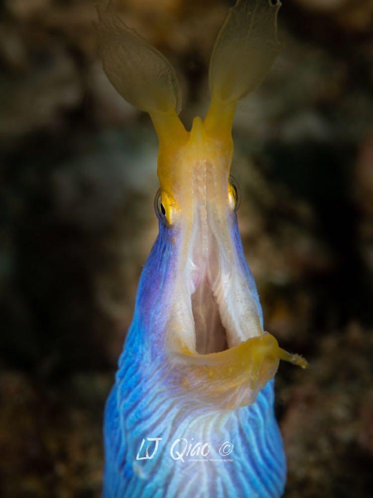 Dive+领路人的帖子