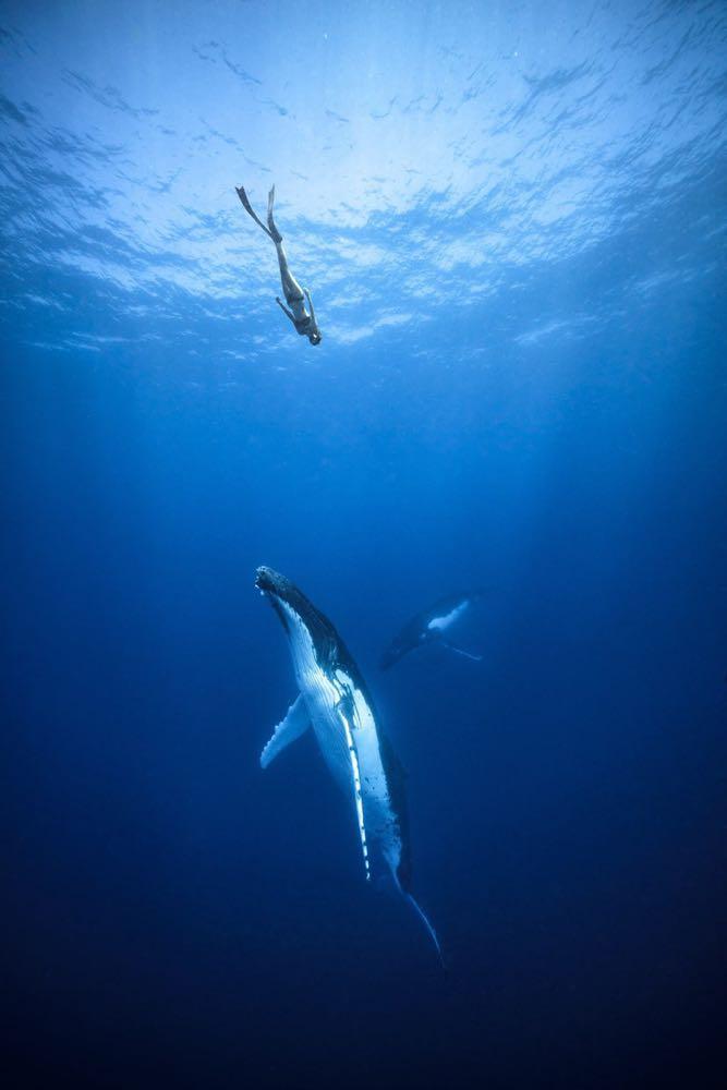 Dive+领路人的帖子