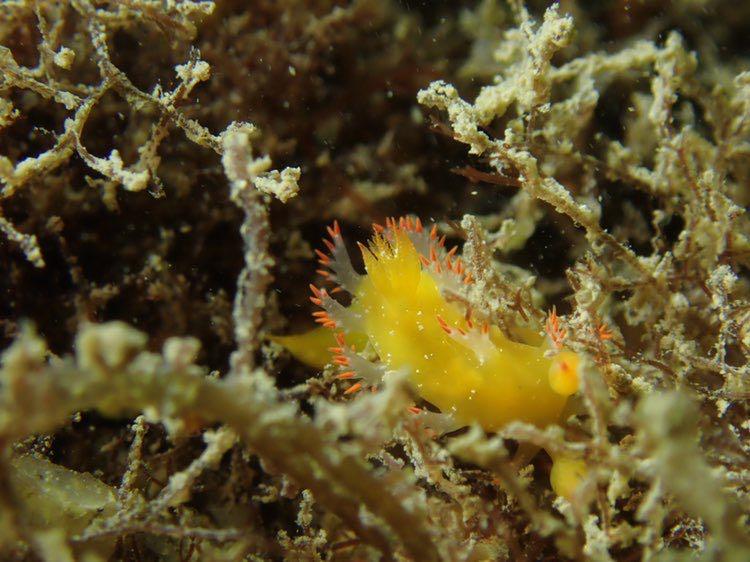 Dive+領路人的帖子