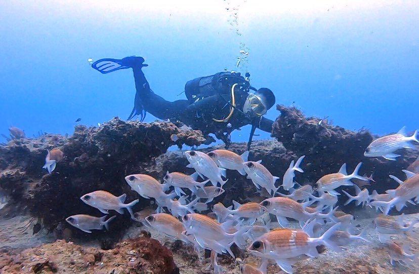 Dive+领路人的帖子